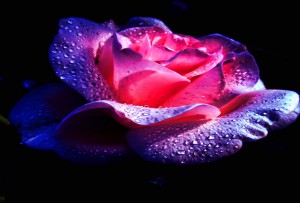 flower-pictures-