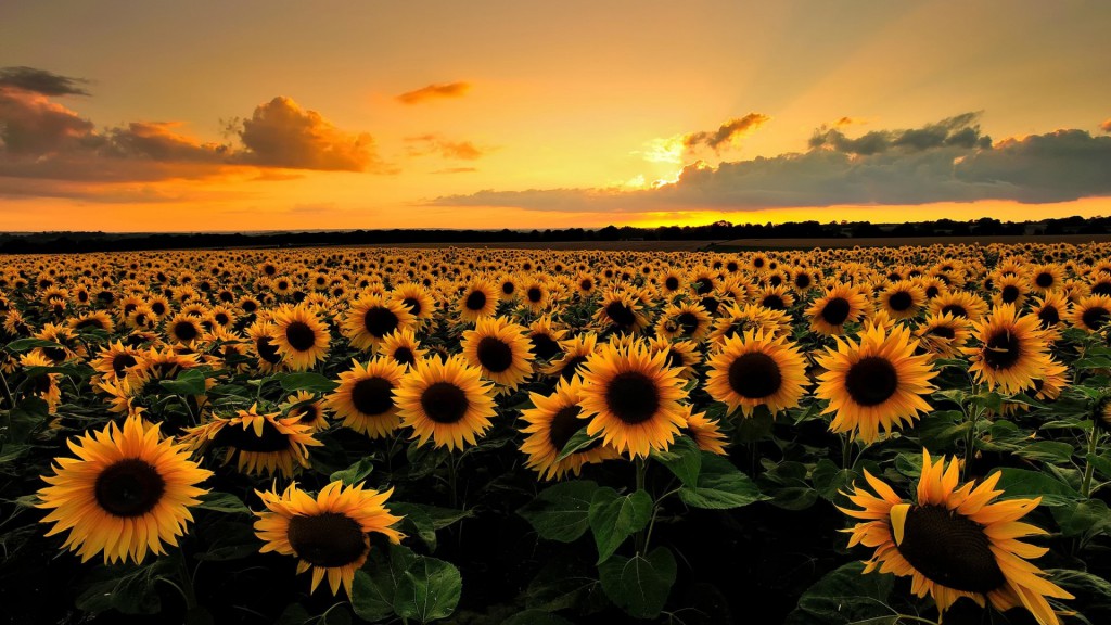 inspiratie vincent zonnebloem